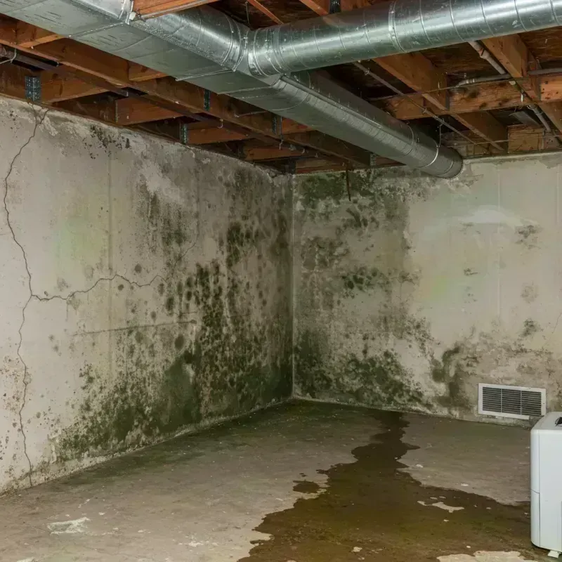 Professional Mold Removal in Callaway County, MO